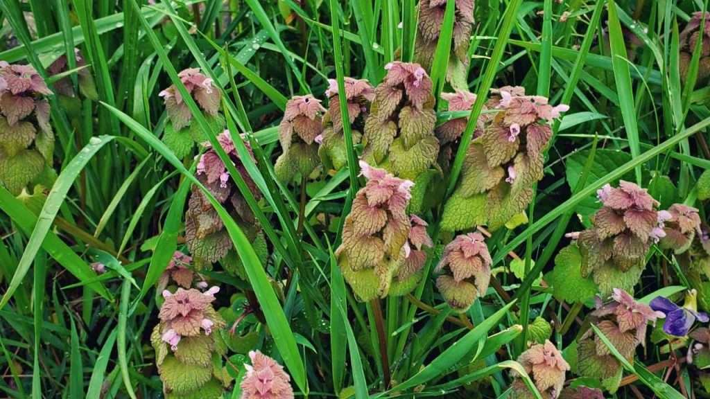 20 Most Common Garden Weeds You Need to Know 20 Common Garden Weeds - Purple Dead Nettle