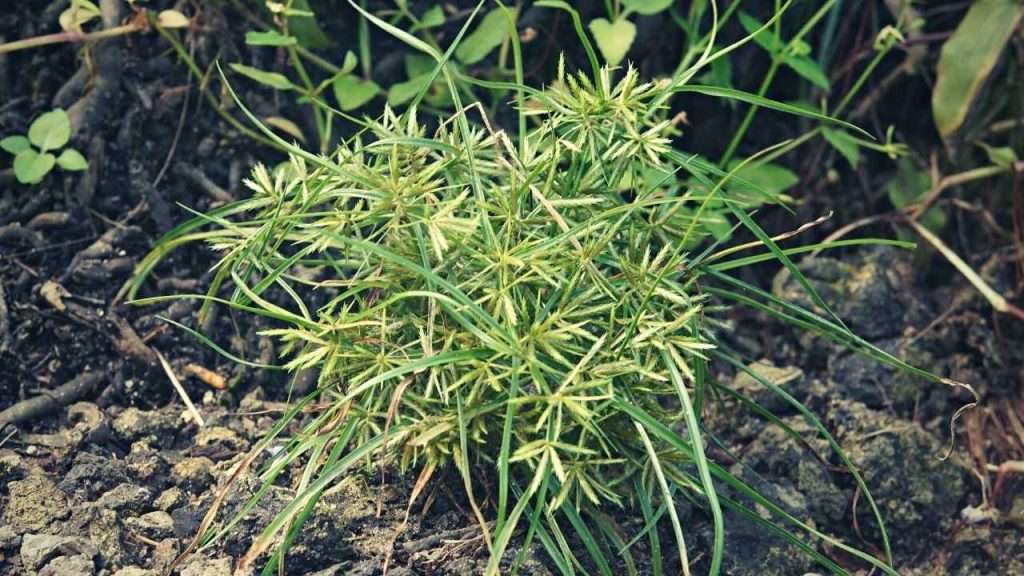 20 Most Common Garden Weeds You Need to Know 21 Common Garden Weeds - Yellow Nutsedge