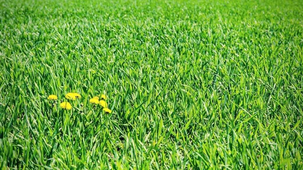 20 Most Common Garden Weeds You Need to Know 23 Factors Contributing to Weed Growth