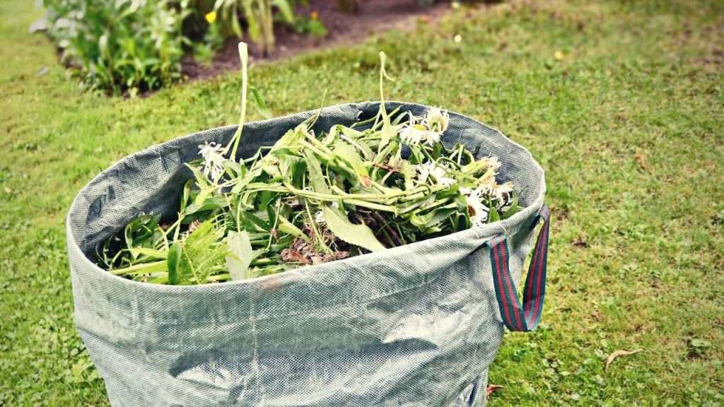 20 Most Common Garden Weeds You Need to Know 25 Most Common Garden Weeds FAQ