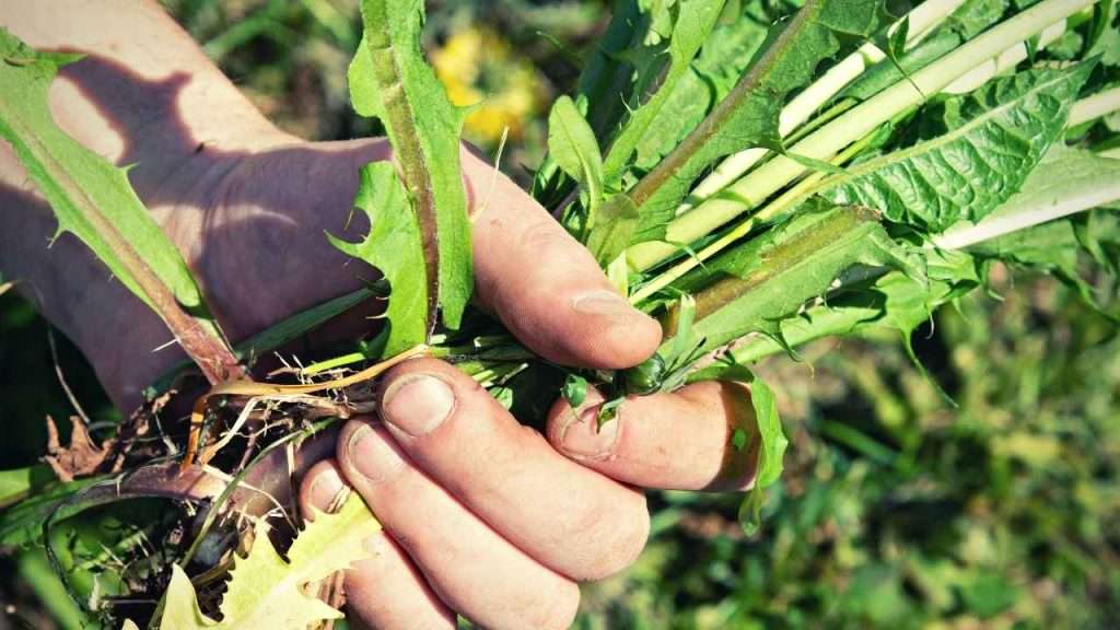 20 Most Common Garden Weeds You Need to Know 24 Preventing And Managing Garden Weeds