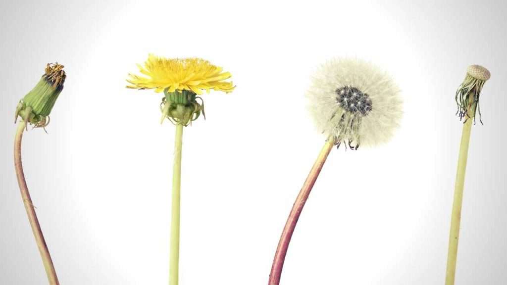 20 Most Common Garden Weeds You Need to Know 22 Understanding Weed Life Cycles