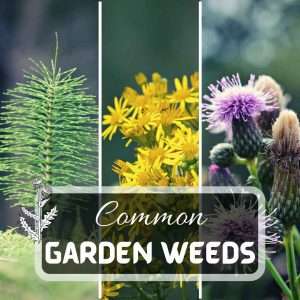 Lawn Care 2 What Are The Most Common Garden Weeds Futured