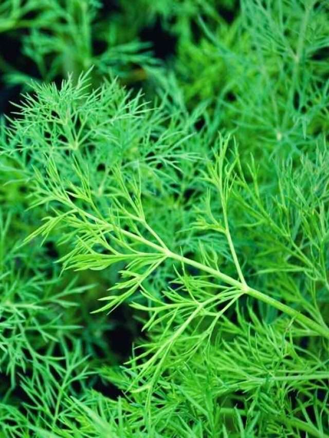 8 Dill Growing Stages Story
