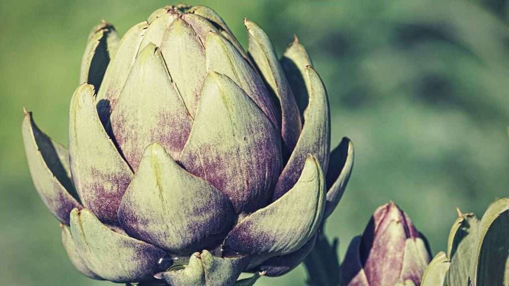 Artichoke Bloom Frequently Asked Questions