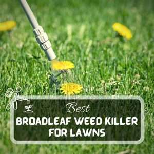 Lawn Care 1 Best Broadleaf Weed Killer For Lawns Futured