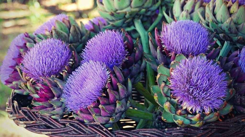 Factors To Consider When Deciding To Let Your Artichoke Flower