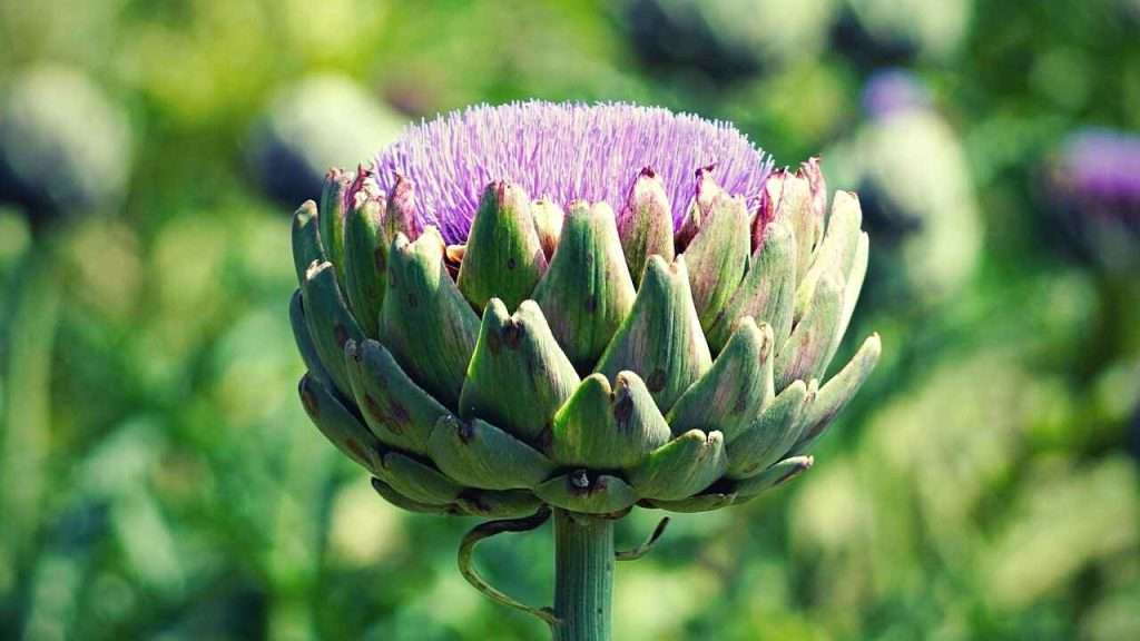 Should You Let Your Artichoke Bloom