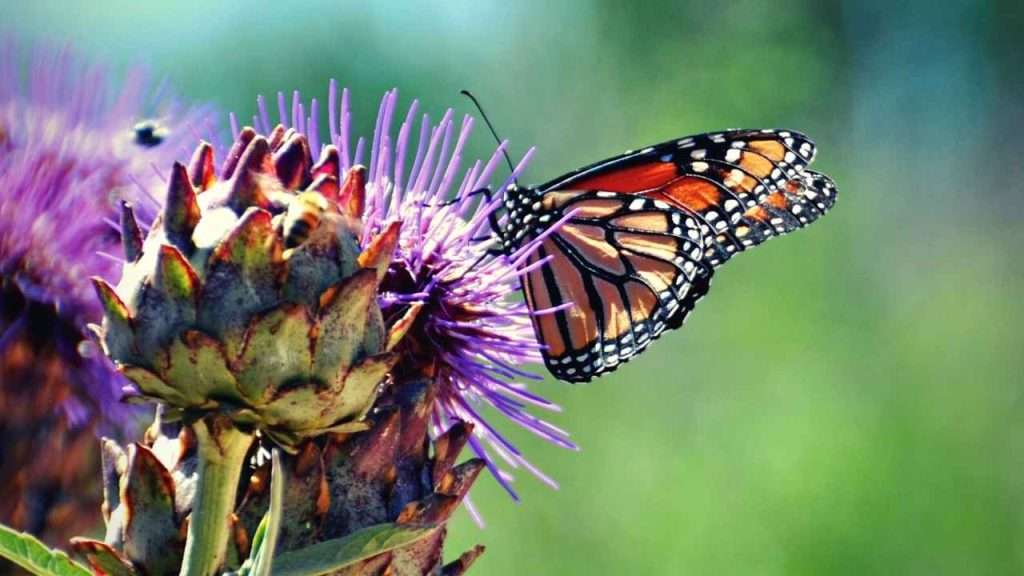 The Benefits Of Letting Your Artichoke Flower