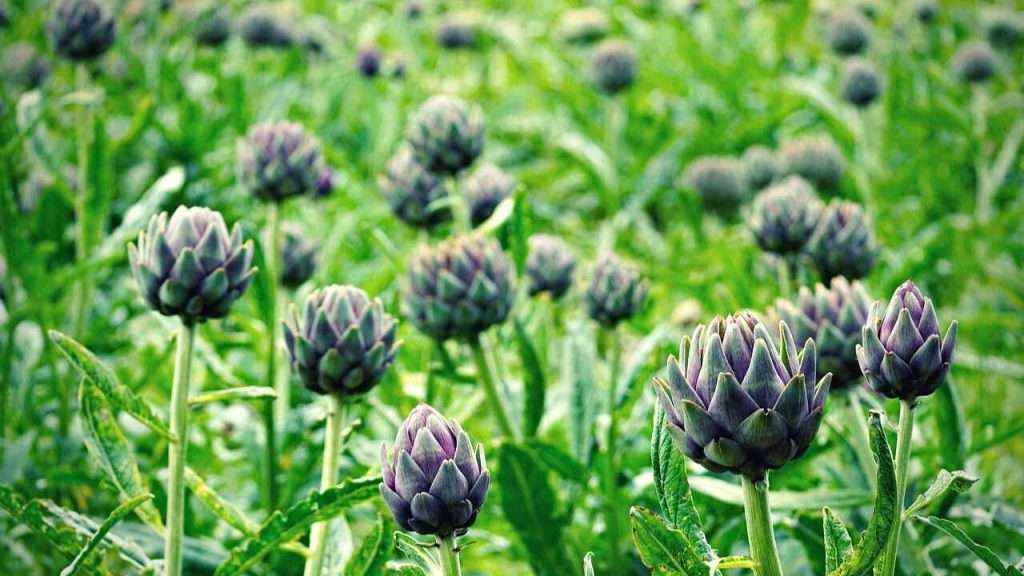 The Disadvantages Of Letting Your Artichoke Flower
