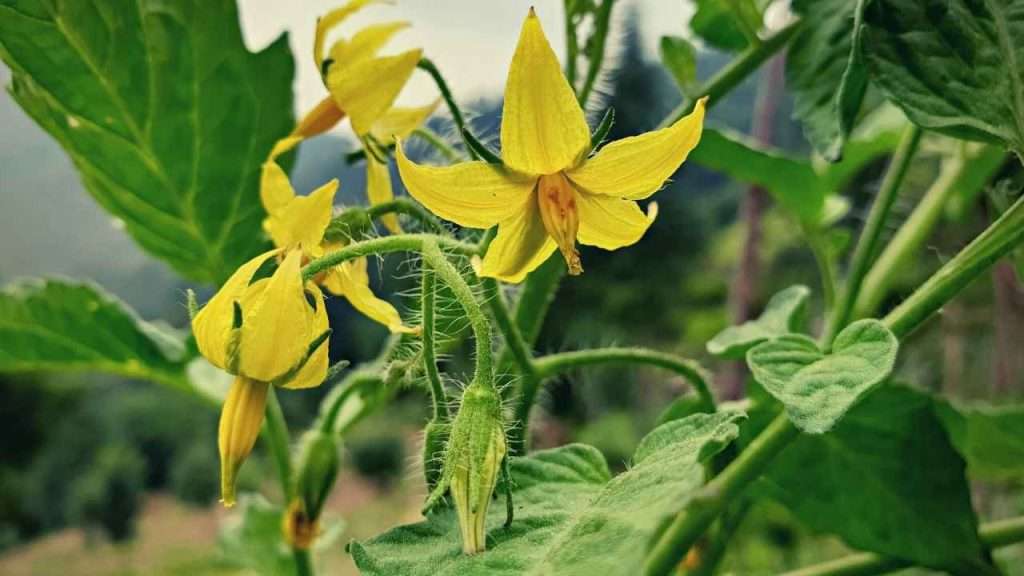 7 Tomato Growth Stages: Understanding The Lifecycle Of Tomatoes 6 Tomato Growth Stages - Flowering Stage