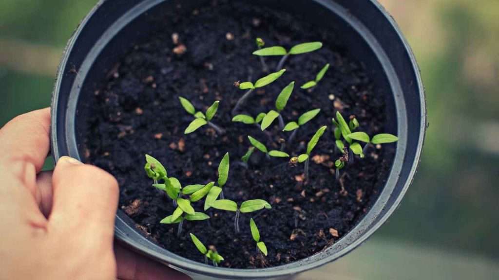 7 Tomato Growth Stages: Understanding The Lifecycle Of Tomatoes 4 Tomato Growth Stages - Germination