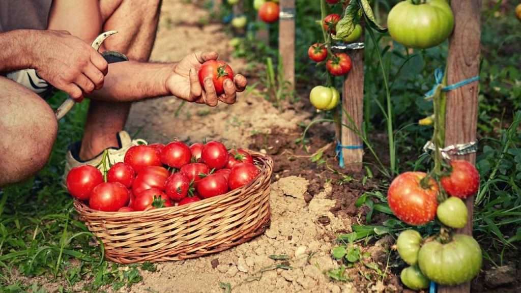7 Tomato Growth Stages: Understanding The Lifecycle Of Tomatoes 9 Tomato Growth Stages - Harvesting