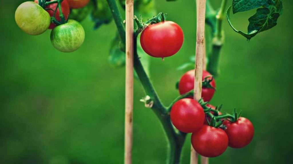 7 Tomato Growth Stages: Understanding The Lifecycle Of Tomatoes 1 Tomato Growth Stages, The Lifecycle of Tomatoes