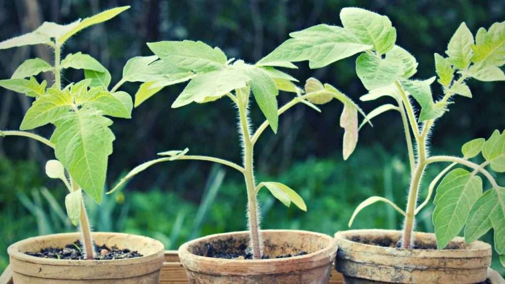 7 Tomato Growth Stages: Understanding The Lifecycle Of Tomatoes 5 Tomato Growth Stages - Root And Foliage Growth