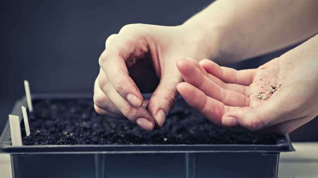 7 Tomato Growth Stages: Understanding The Lifecycle Of Tomatoes 3 Tomato Growth Stages - Seed Sowing