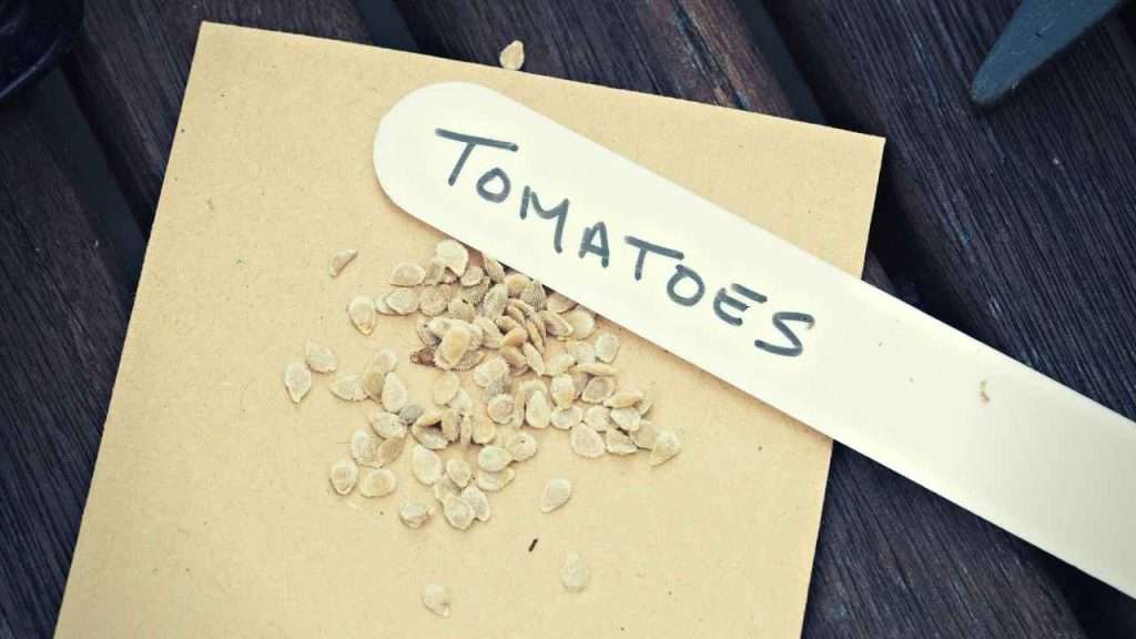 7 Tomato Growth Stages: Understanding The Lifecycle Of Tomatoes 2 Tomato Growth Stages - Tomato Seed Selection