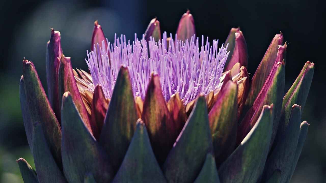 What Does An Artichoke Look Like When It Blooms