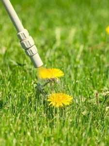 Best Broadleaf Weed Killer For Lawns