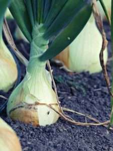 Onion Growing Stages: A Complete Guide
