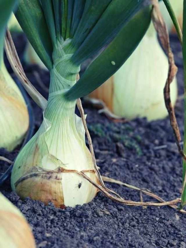 13 Onion Growing Stages Story
