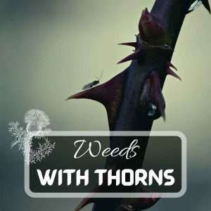 Common Weeds With Thorns Futured
