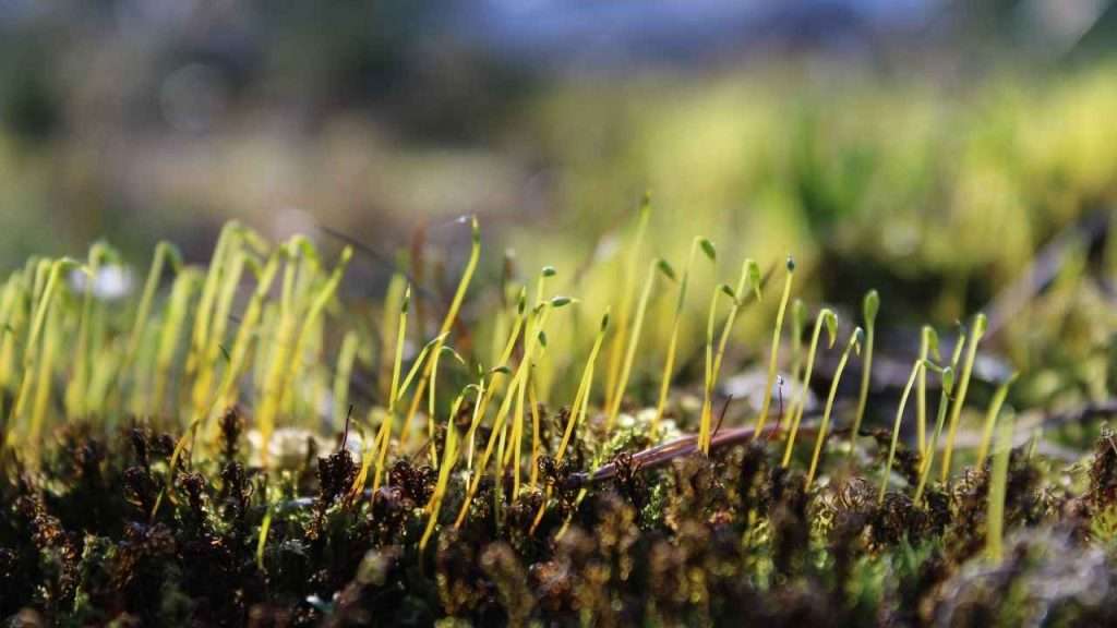 Managing Seeds and Young Seedlings