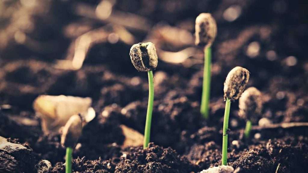 Tackling Weeds in Their Youthful Stage