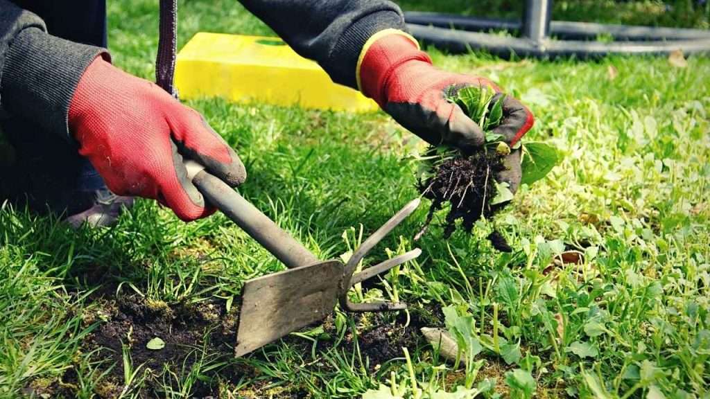 How to Safely Handle Weeds With Thorns