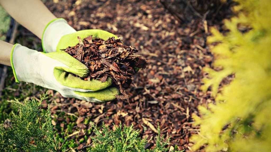 Cover The Soil With Mulch