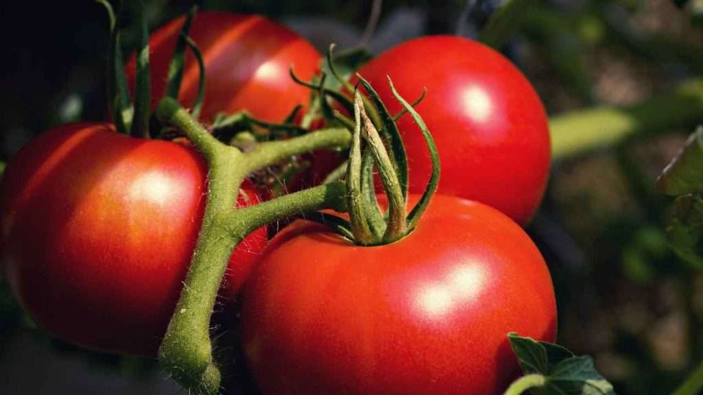 Seedless Fruits - Tomatoes