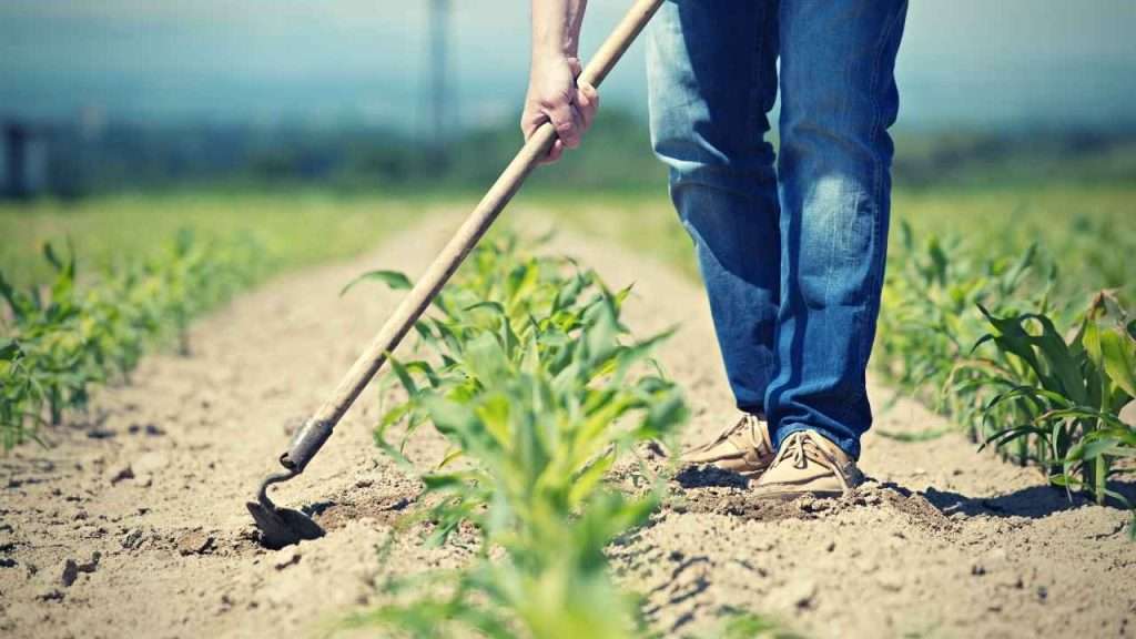 Take Action Using A Weeding Hoe