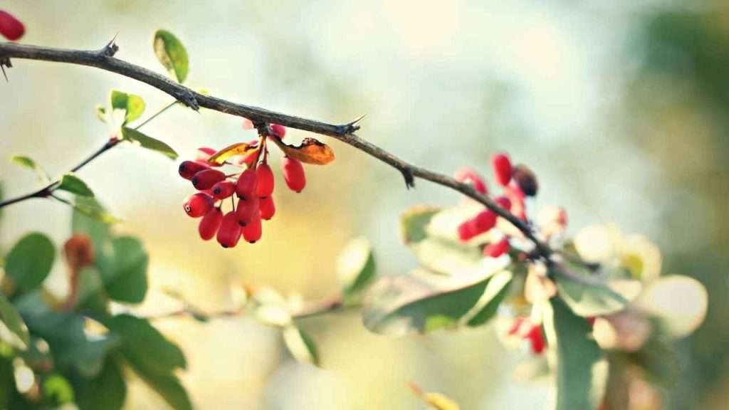 Weeds With Thorns - Barberry