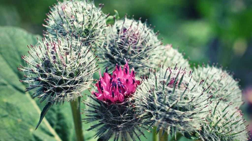 Weeds With Thorns - Burdock