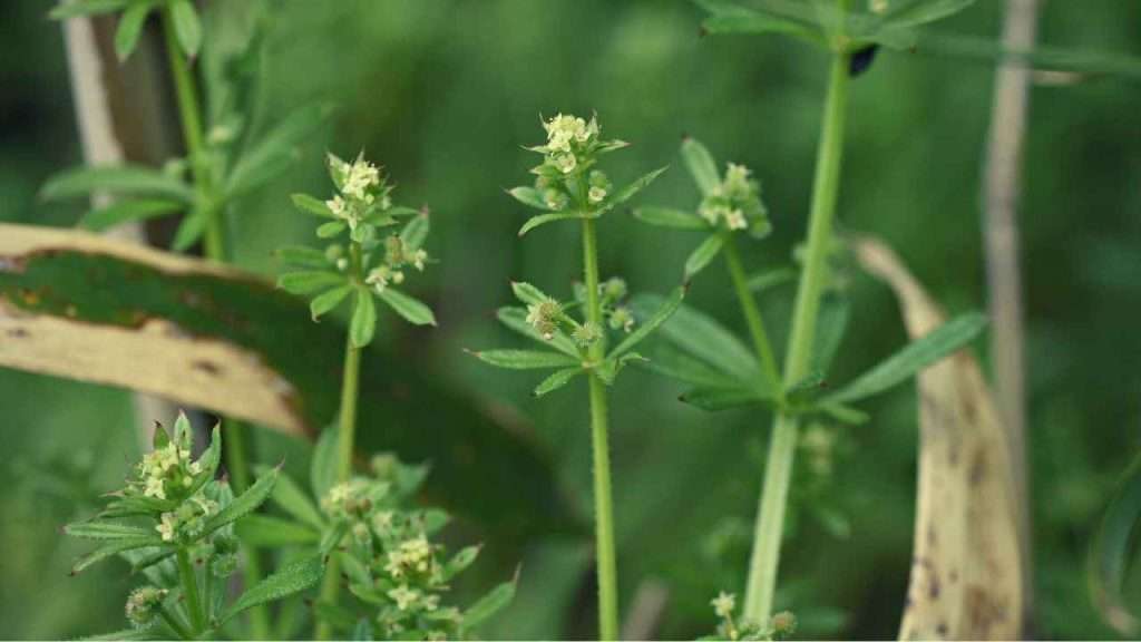 Weeds With Thorns - Catchweed Bedstraw
