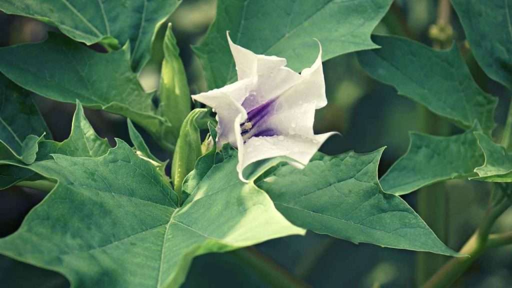 Weeds With Thorns - Jimsonweed
