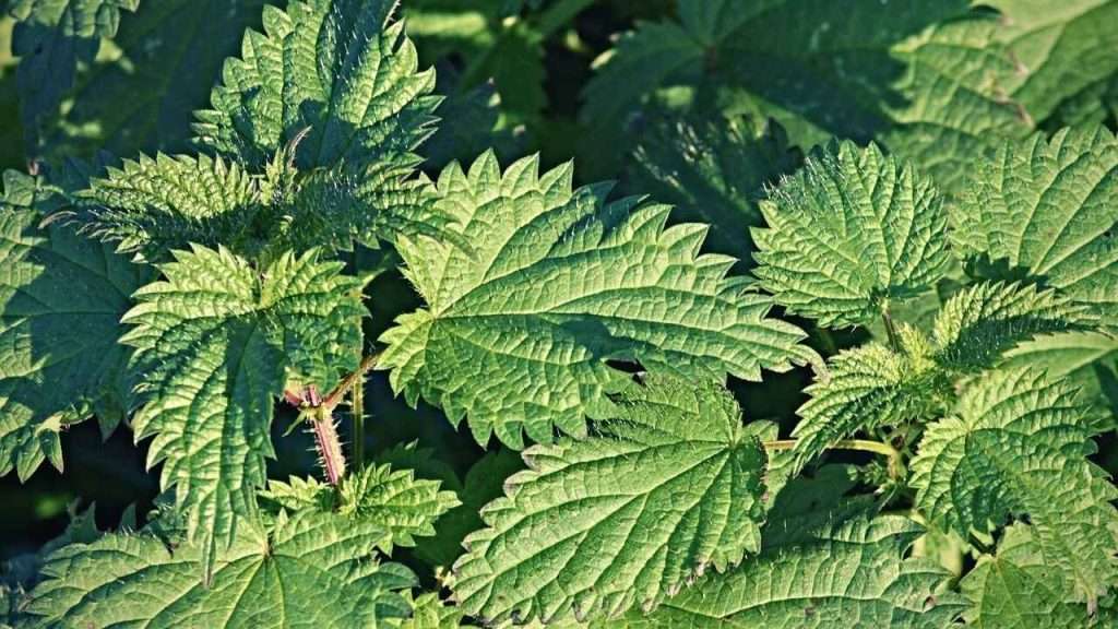 Weeds With Thorns - Nettle