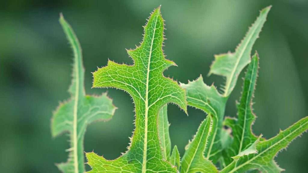 Weeds With Thorns - Prickly Lettuce