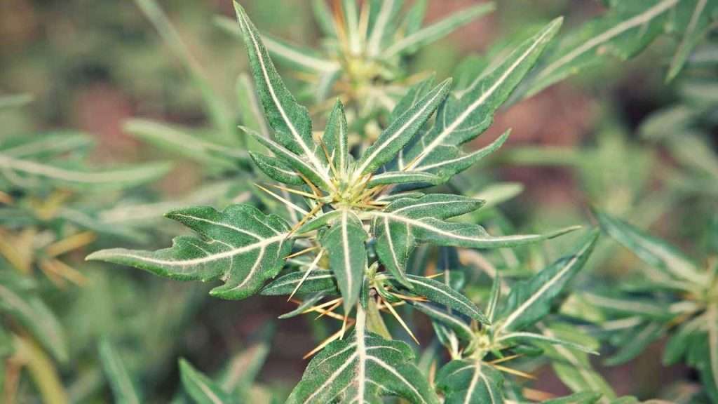 Weeds With Thorns - Spiny Cocklebur