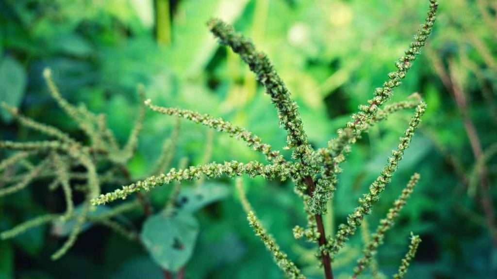 Weeds With Thorns - Spiny Pigweed