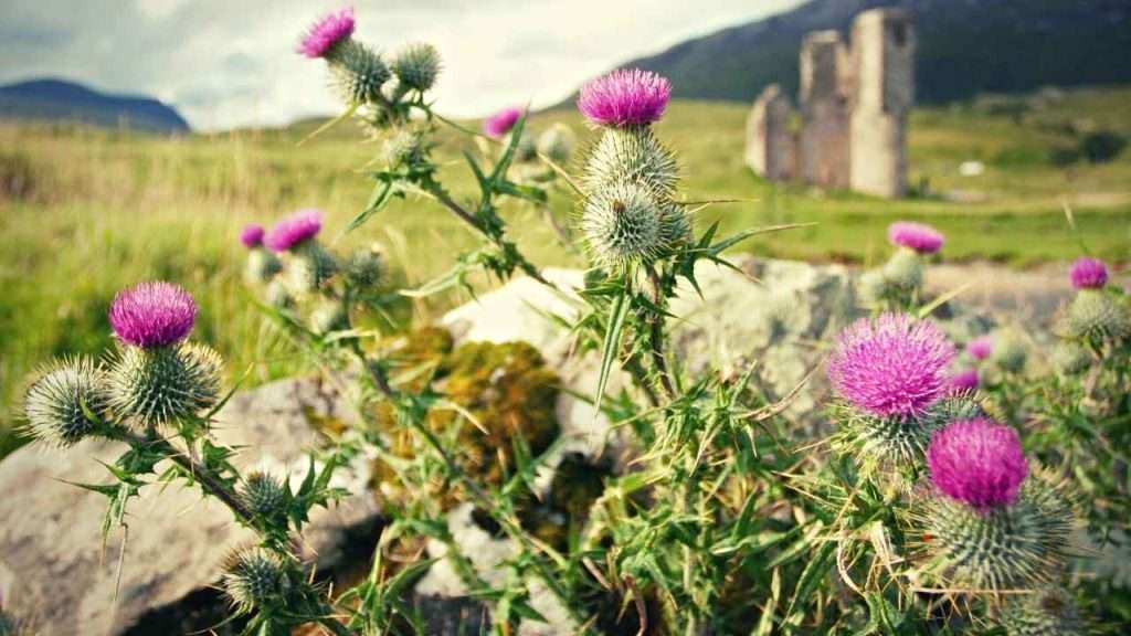 Weeds With Thorns - Thistle