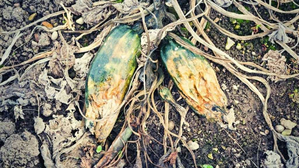 6 Reasons And Solutions To Zucchini Turning Yellow And Rotting 2 Why Is My Zucchini Turning Yellow And Rotting