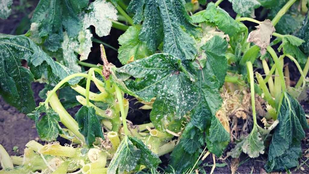 6 Reasons And Solutions To Zucchini Turning Yellow And Rotting 5 Zucchini Fungal Or Viral Disease