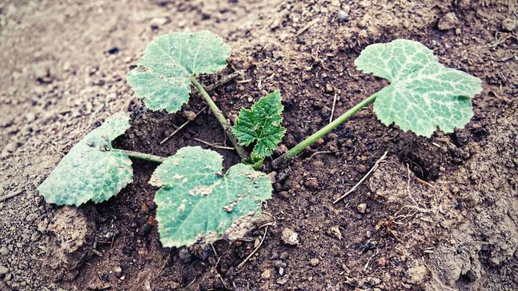 6 Reasons And Solutions To Zucchini Turning Yellow And Rotting 3 Zucchini Improper Watering
