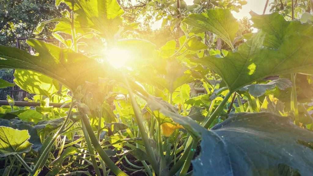 6 Reasons And Solutions To Zucchini Turning Yellow And Rotting 8 Zucchini Not Enough Sunlight