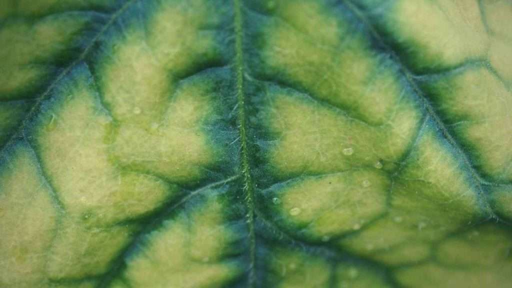 6 Reasons And Solutions To Zucchini Turning Yellow And Rotting 7 Zucchini Nutrient Deficiencies
