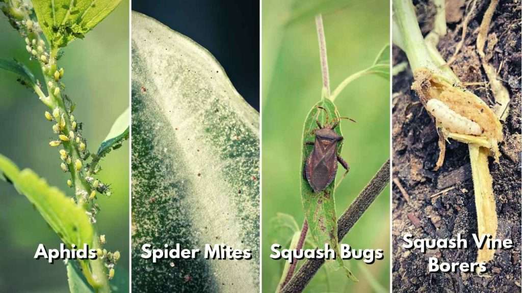 6 Reasons And Solutions To Zucchini Turning Yellow And Rotting 6 Zucchini Pest Attacks