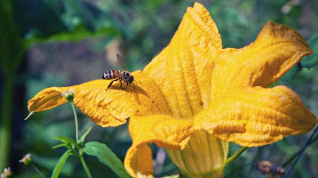 6 Reasons And Solutions To Zucchini Turning Yellow And Rotting 4 Zucchini Poor Pollination