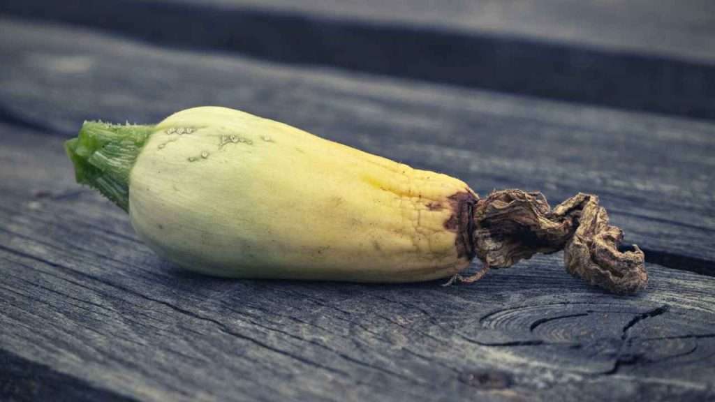6 Reasons And Solutions To Zucchini Turning Yellow And Rotting 1 Zucchini Turning Yellow And Rotting