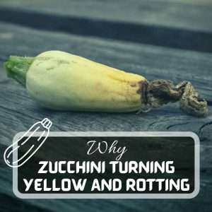 Zucchini Turning Yellow And Rotting Futured